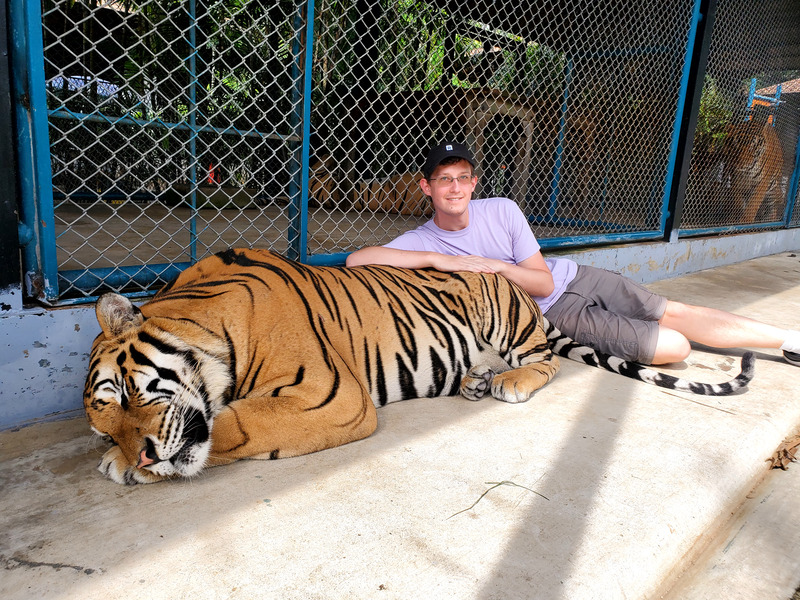 Petting a tiger