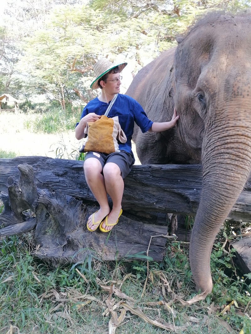 Elephant Feeding