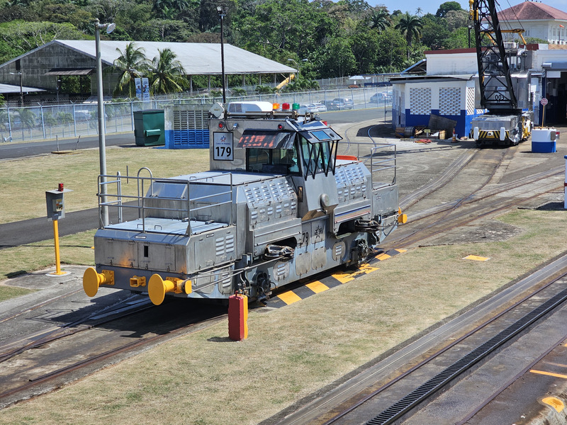 a mule at the Gatun locks