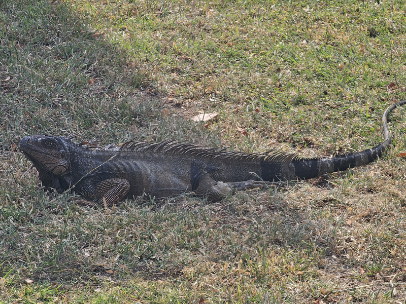 iguana