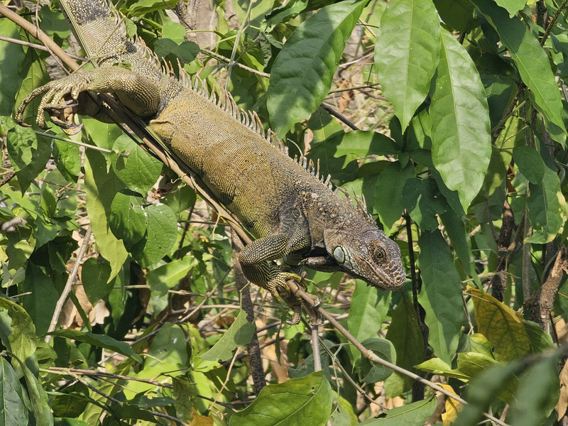 tree iguana