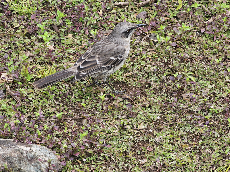 The first bird I saw, a San Cristobal Mockingbird