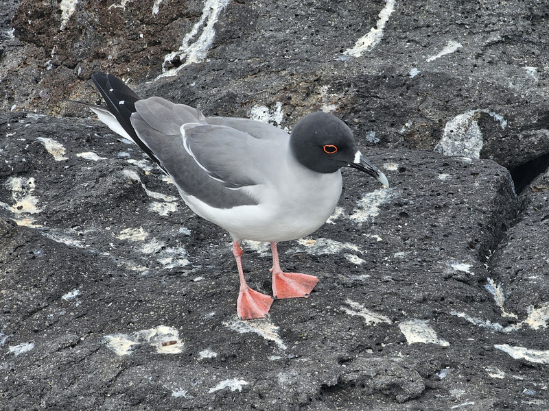 Swallow-tailed gull on North Seymour Island