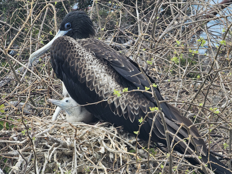 Nesting frigatebird with chick