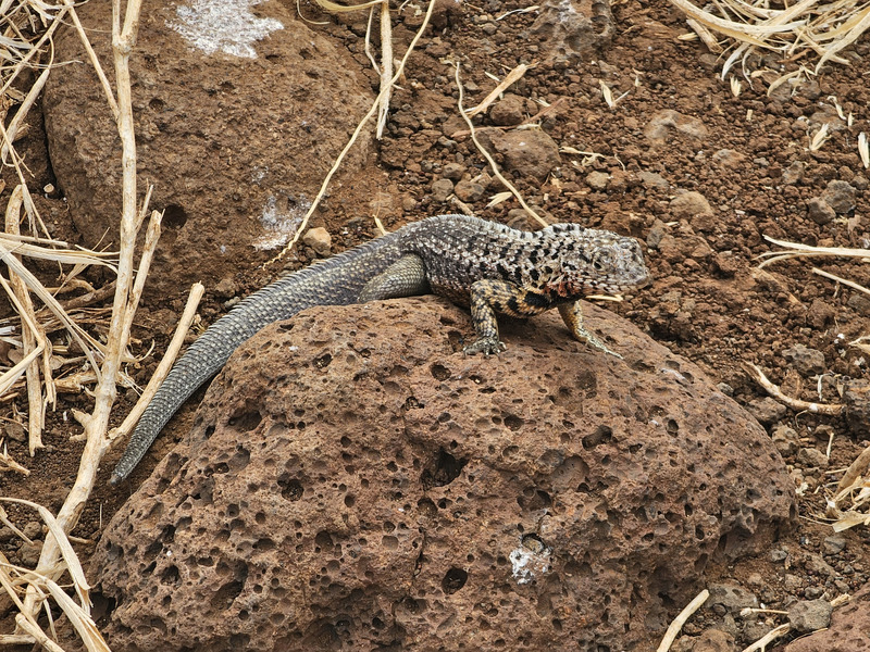 Lava lizard on volcanic rock