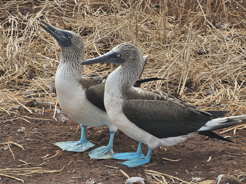 Blue-footed booby pair on North Seymour