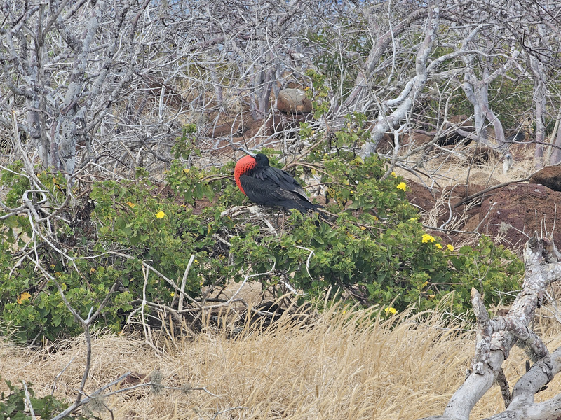 Engorged male frigatebird displaying red pouch