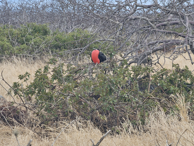 Another male frigatebird showing red pouch