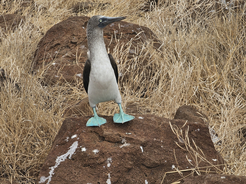 Blue-footed booby perched on rock