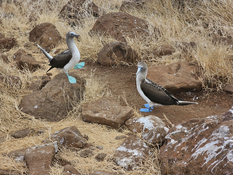 Blue-footed booby mating dance