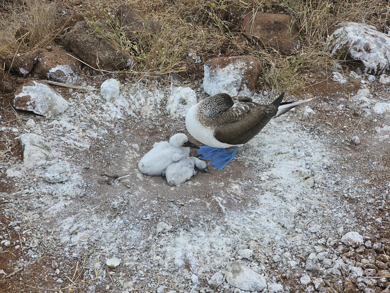 Nesting blue-footed booby
