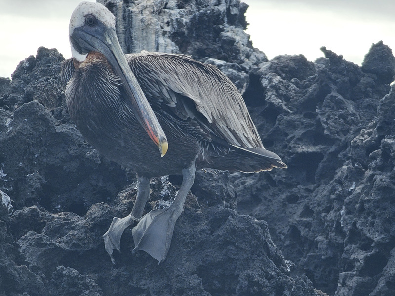 Brown pelican on lava rocks