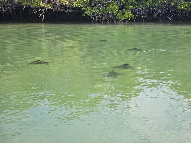 Rays swimming in mangroves
