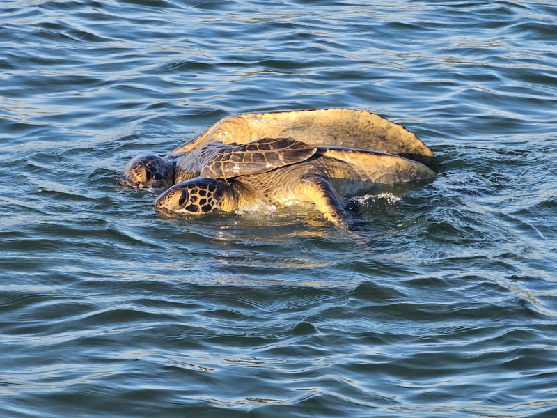 Mating sea turtles