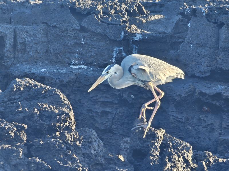 Great blue heron on lava rocks