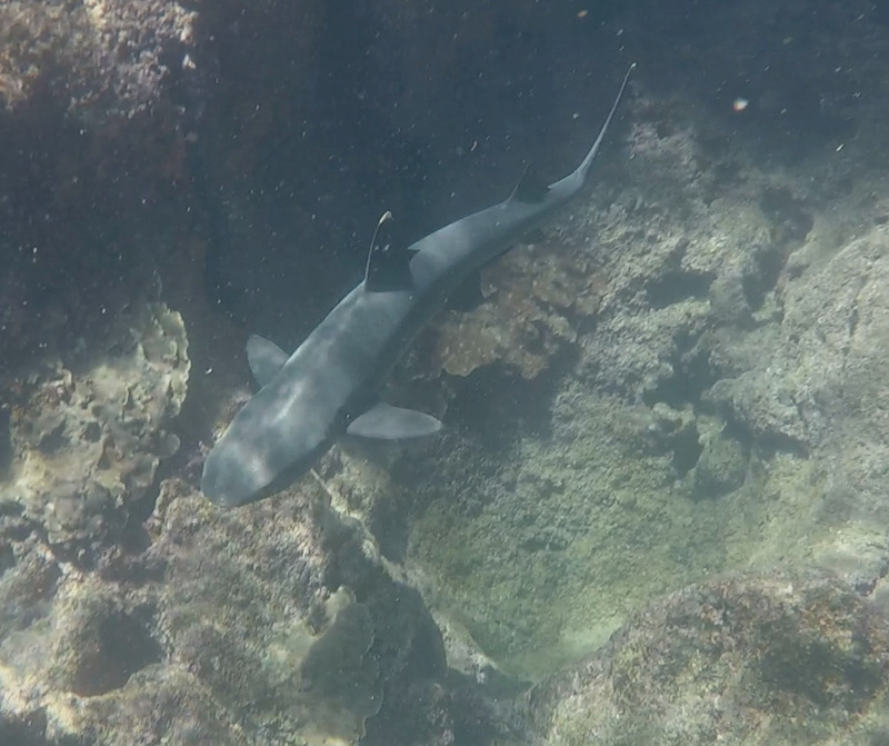 A white-tip reef shark seen from above while snorkeling, photo courtesy of 'MS'
