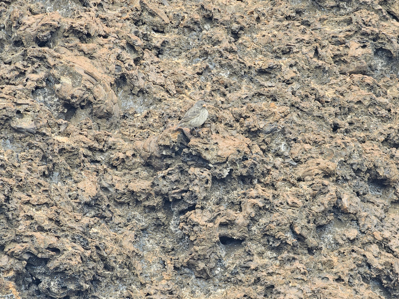 Darwin's finch camouflaged among rubble