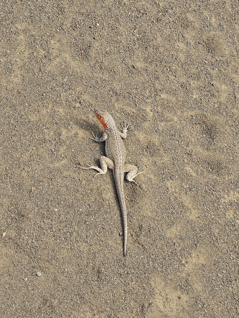 Lava lizard on Bartolomé trail