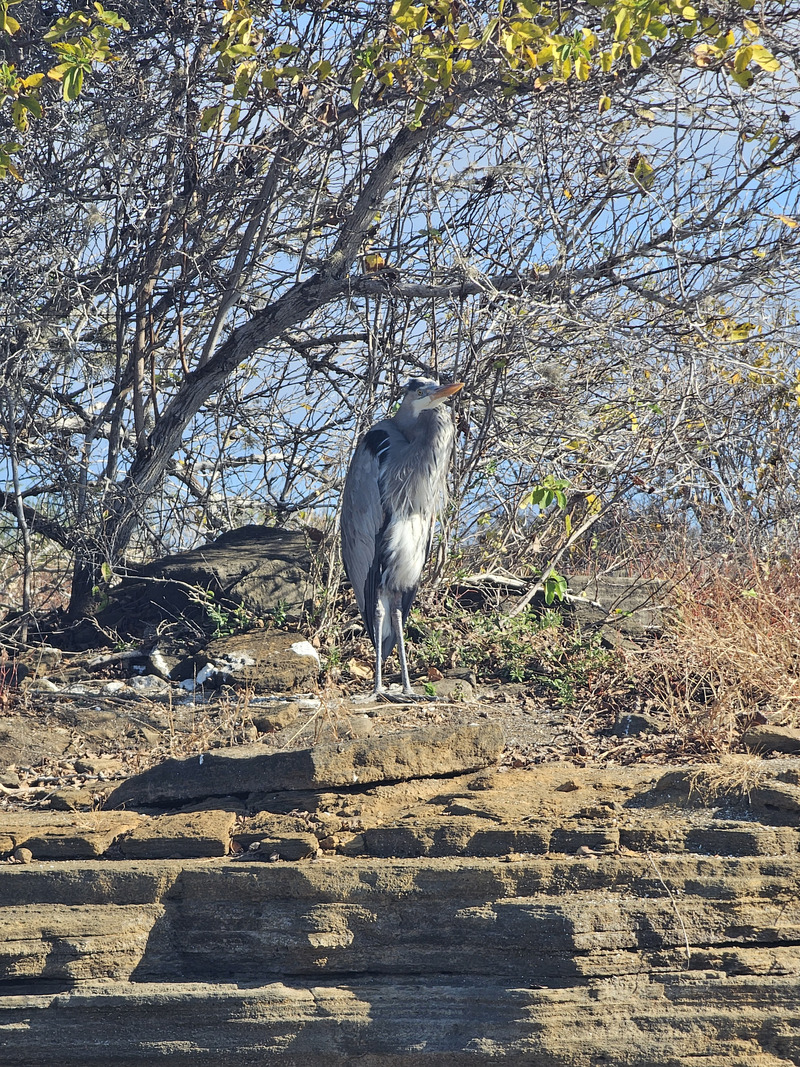 Great blue heron on Santiago shoreline