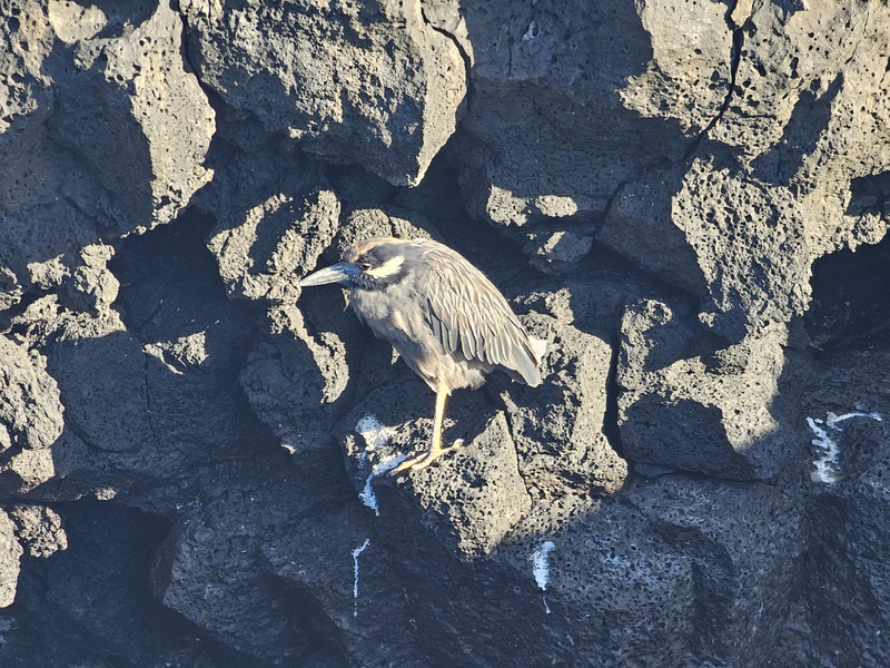 Lava heron among black rocks