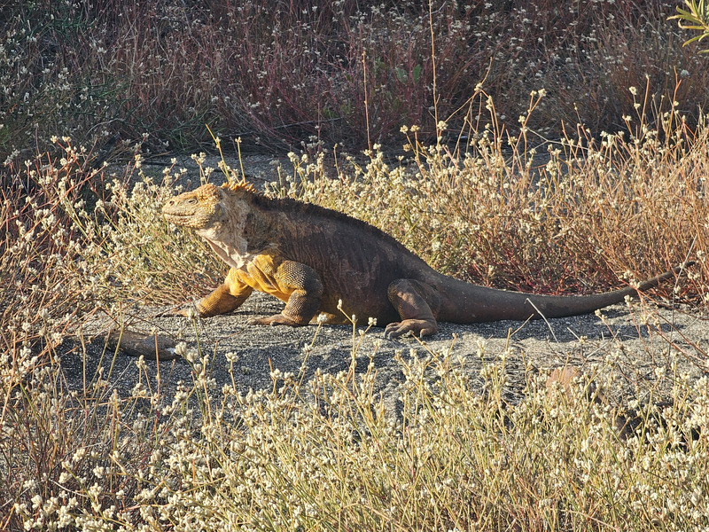 Happily sunning land iguana
