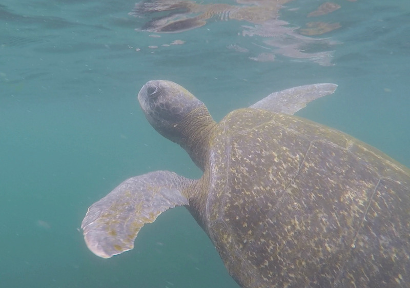 A turtle near the surface while snorkeling, photo courtesy of 'MS'