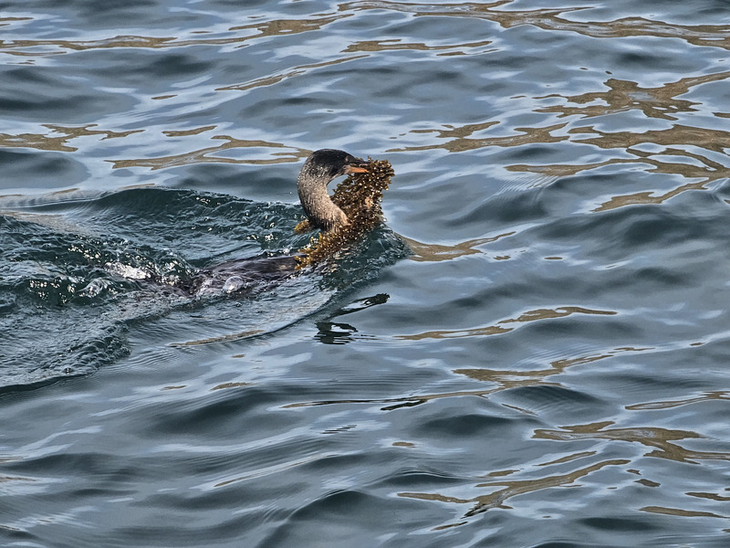 Flightless cormorant carrying seaweed