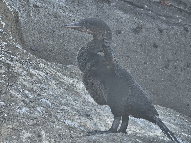 Flightless cormorant flapping stub wings