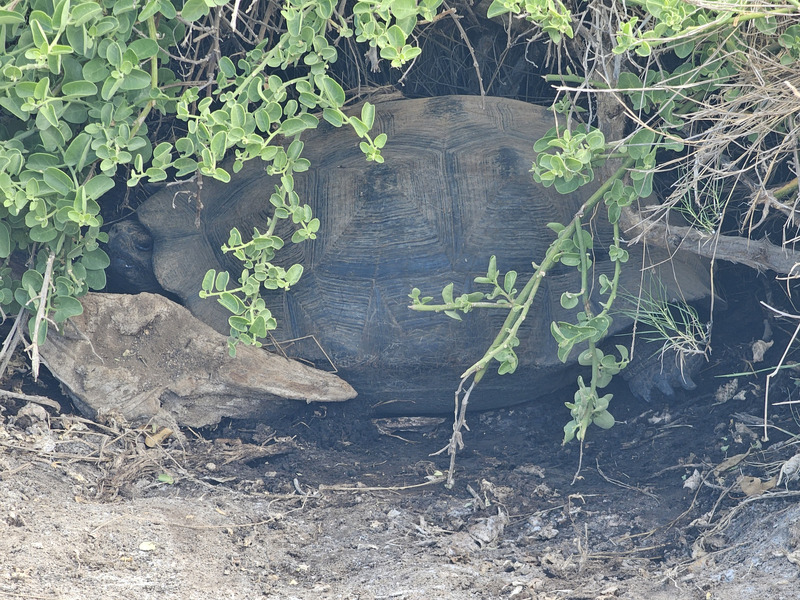 Giant tortoise in a hole