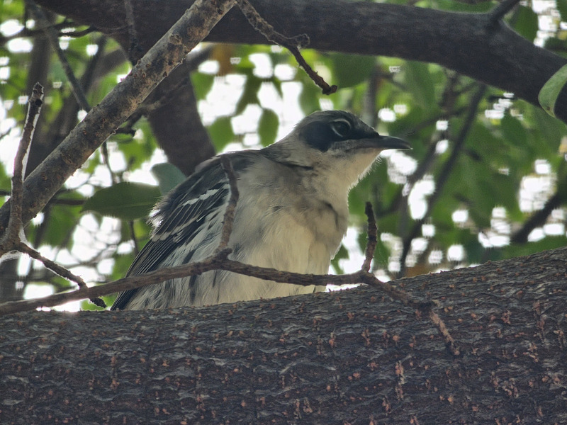 Galápagos mockingbird from below