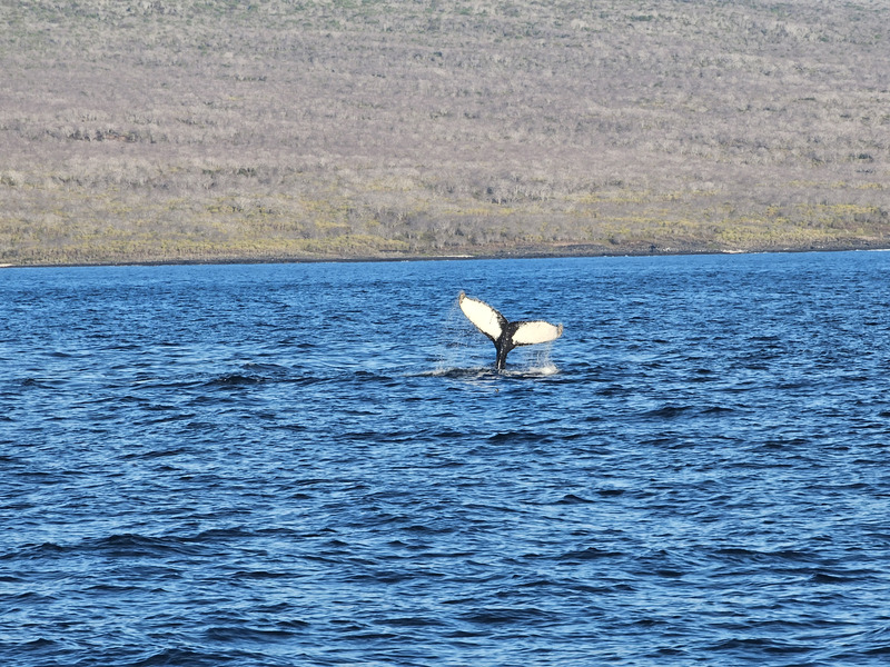 Humpback whale from the boat near Isabela