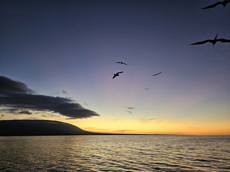 Frigatebirds flying at sunset while transiting
