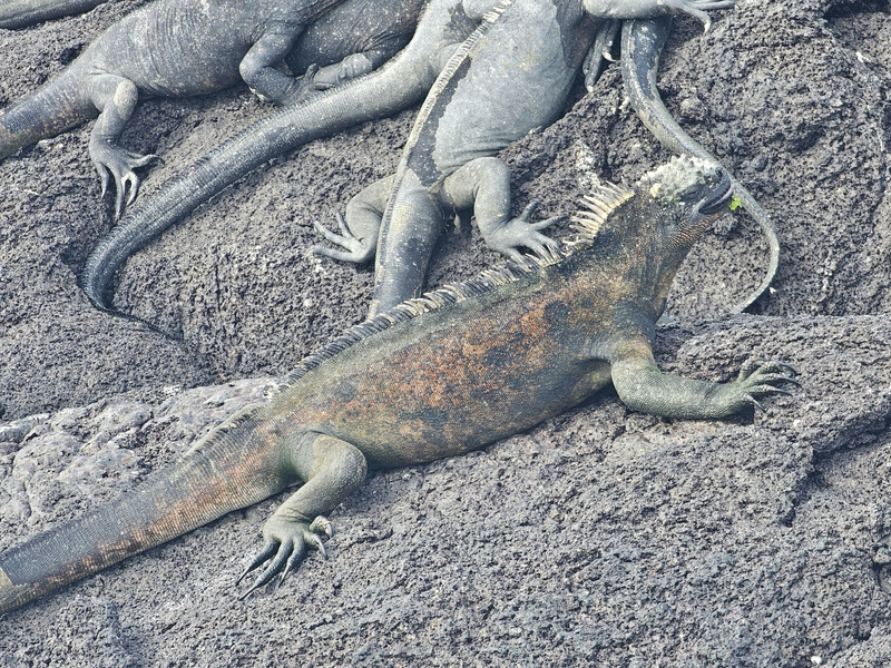 Mature marine iguana warming on lava