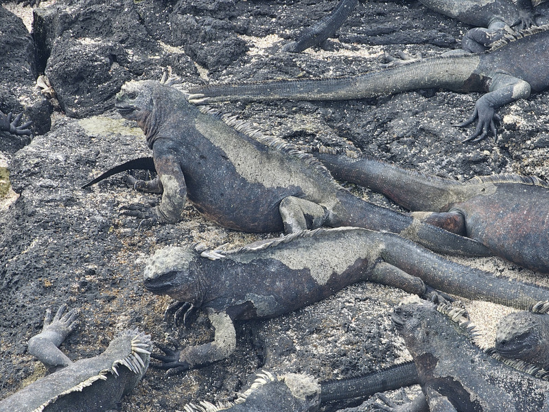 Group of marine iguanas on black lava