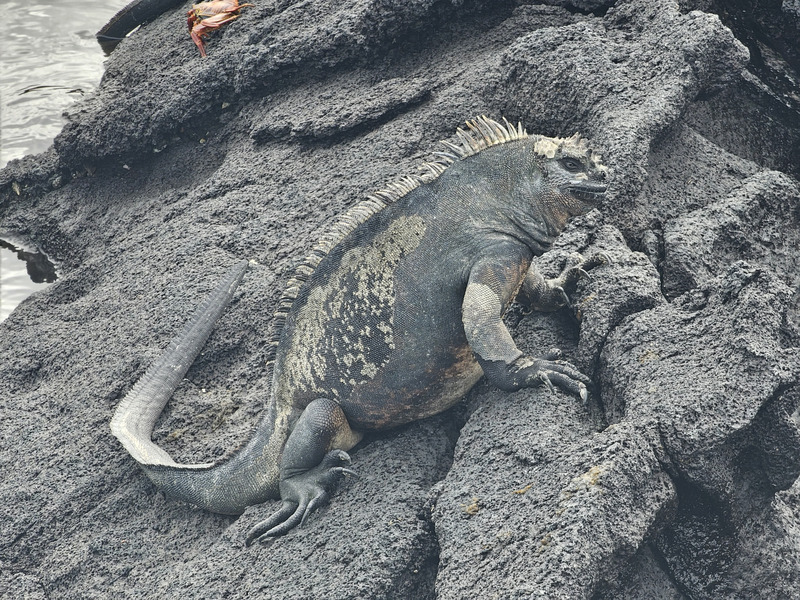 Plump marine iguana close-up