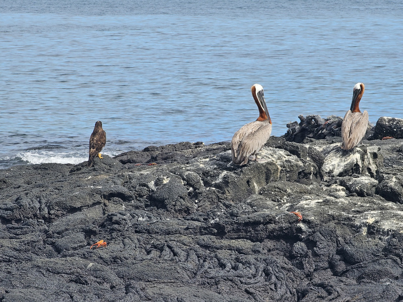 Pelicans and Galápagos hawk together on lava rocks