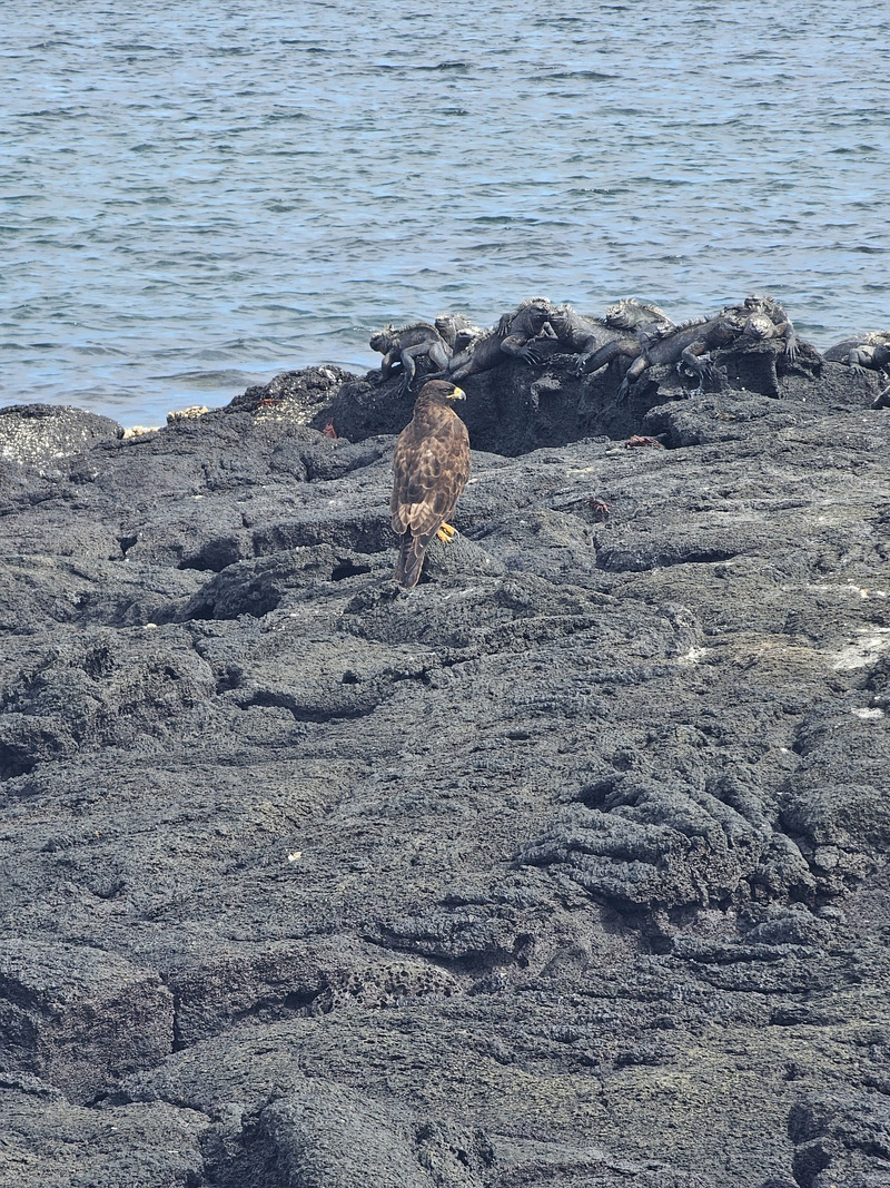 Galápagos hawk portrait