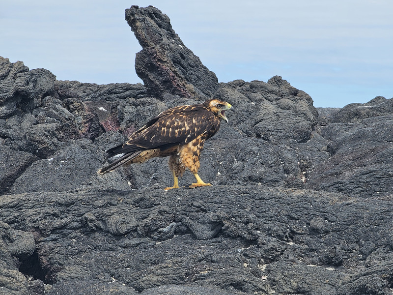 Galápagos hawk calling from rocks