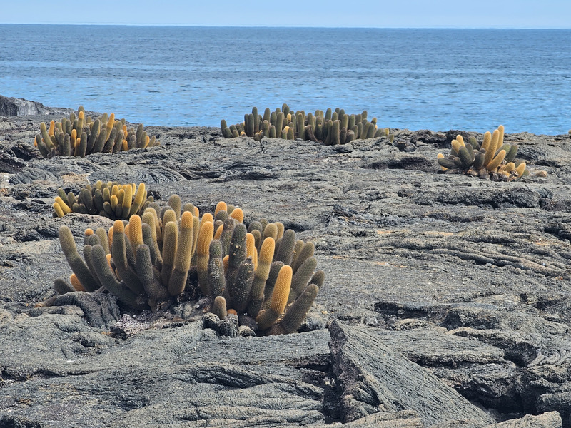 Clumps of lava cactus