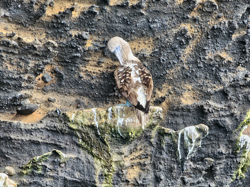 Blue-footed booby perched on cliff wall