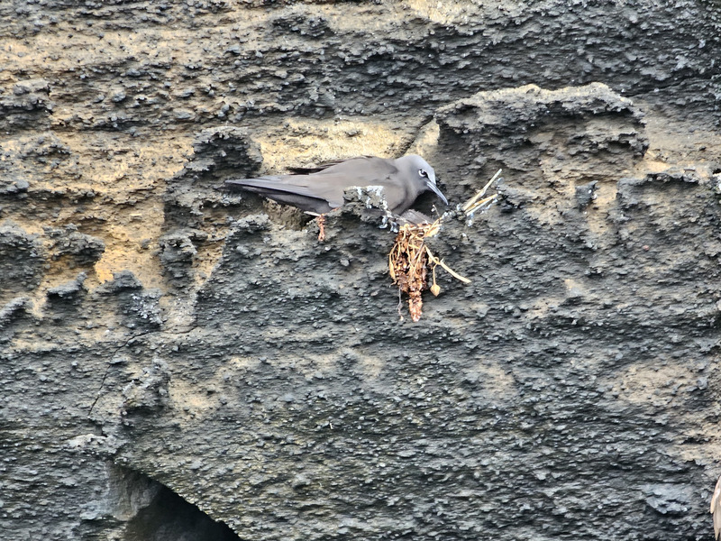 Brown noddy nesting on cliffs