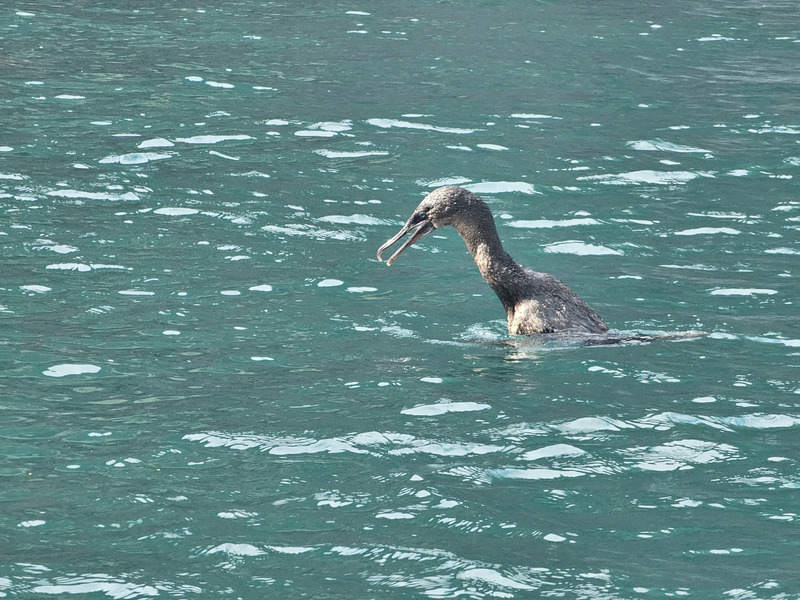 Flightless cormorant about to dive