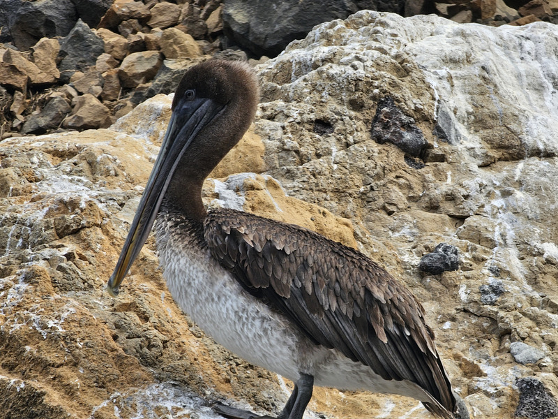 Brown pelican along the rocks
