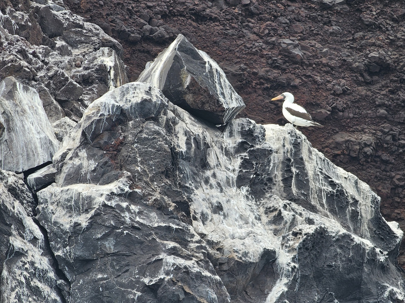 Nazca booby perched on ledge