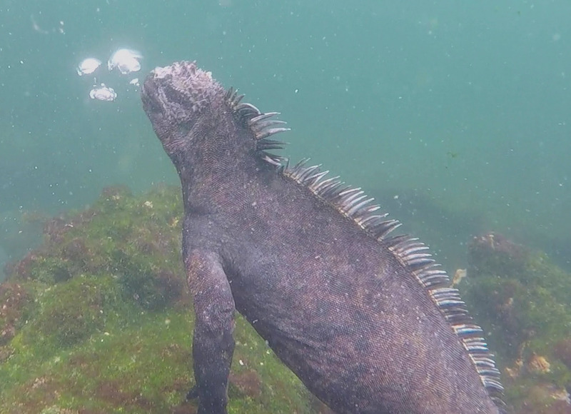 A Marine Iguana releasing bubbles while swimming, photo courtesy of 'MS'