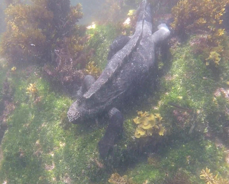 A Marine Iguana on the rocks below while snorkeling, photo courtesy of 'MS'