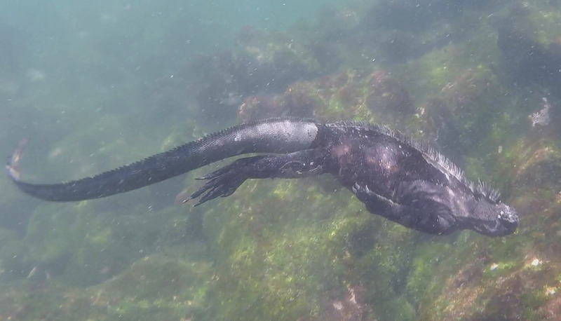 A Marine Iguana swimming through the water, photo courtesy of 'MS'