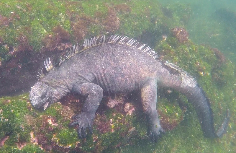 A Marine Iguana scraping algae off an underwater rock, photo courtesy of 'MS'