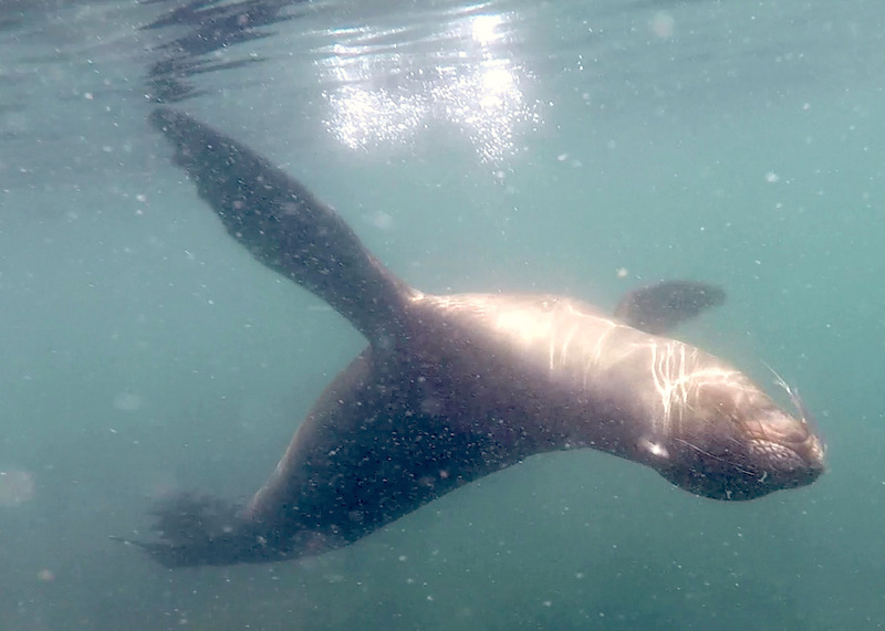 A Sea Lion doing a backflip, photo courtesy of 'MS'