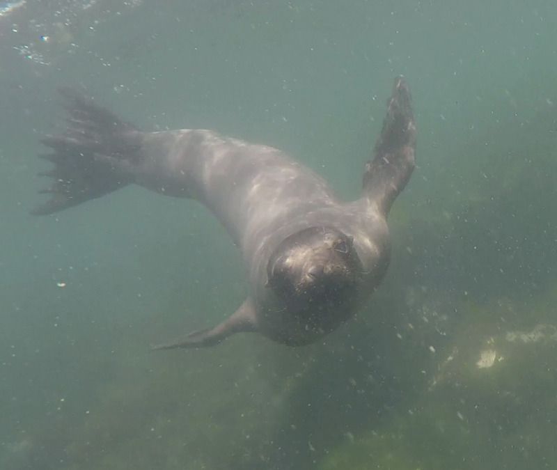 A Sea Lion looking at the camera underwater, photo courtesy of 'MS'